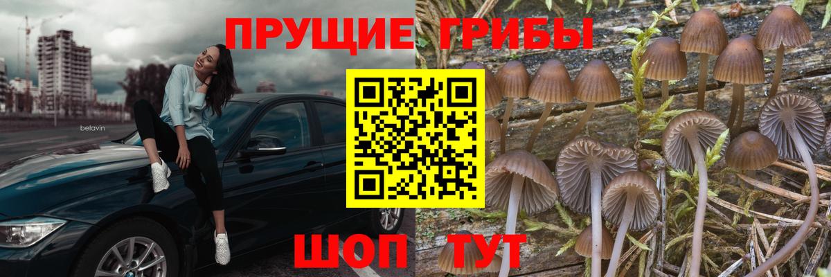 Губкинский  Галлюциногенные грибы GOLDEN TEACHER  Вход с VPN 